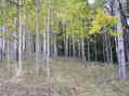 #2: View to the northeast from 10 meters southwest of the point, looking back at the site.