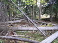 #3: Fallen logs in the view to the southeast from the confluence made for an interesting confluence dance.