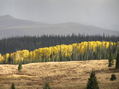 #6: Aspen trees and horizon, looking south from the confluence.