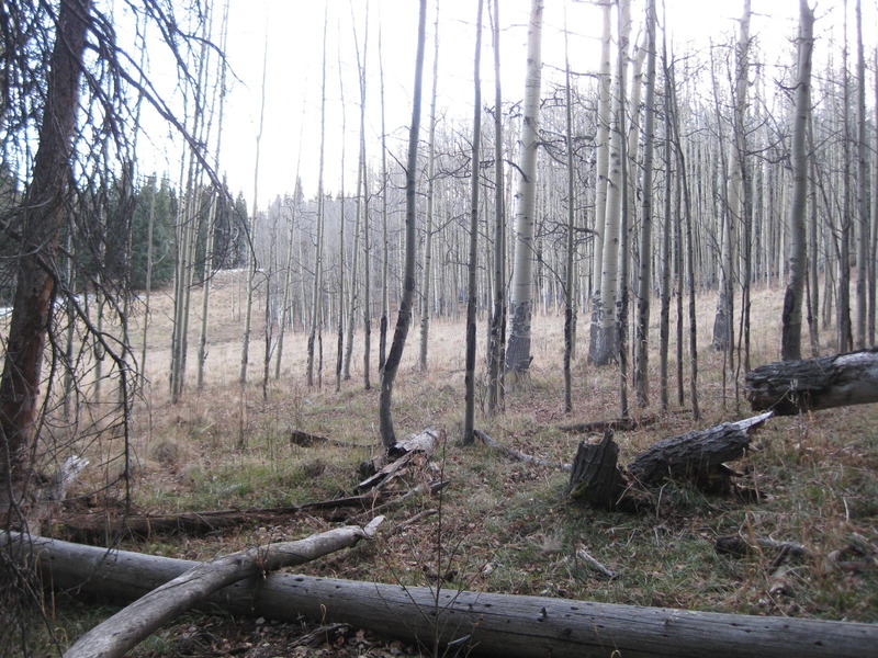 Looking south-southwest at the confluence, pretty close to that stump