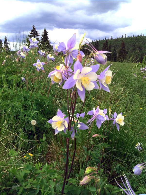 Lots of wild flowers along the way