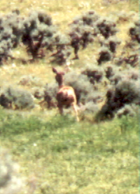 A startled deer running from us