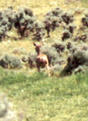 #4: A startled deer running from us