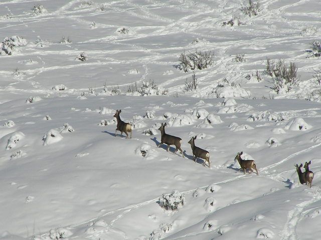 Deer sighted 0.7 km east of the confuence, on the return trek.