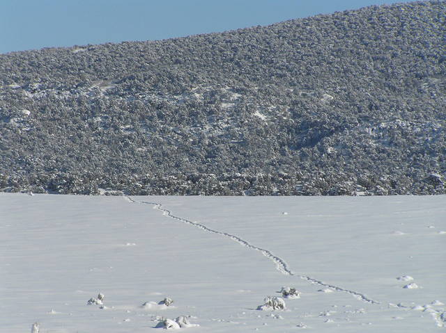 View to the east from the confluence showing my tracks through the snow.