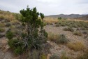 #5: The confluence point lies next to this bush, atop a ridge, 0.3 miles west of Cottonwood Creek Road