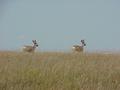 #7: Antelope about 800 meters to the west of the confluence, running from Colorado to Nebraska.