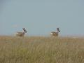 #7: Antelope about 800 meters to the west of the confluence, running from Colorado to Nebraska.
