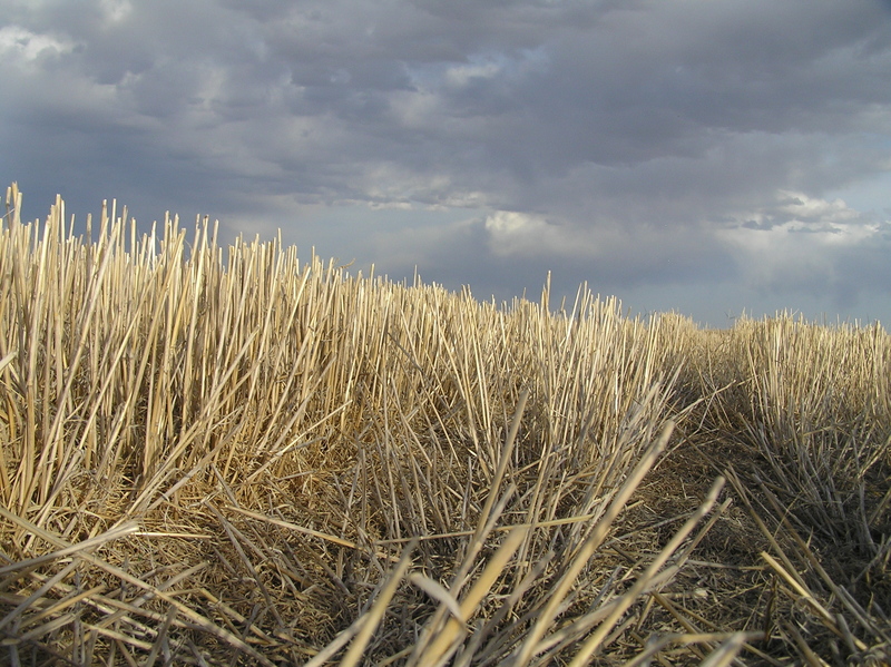 Stalks and sky:  View to the east.  Beautiful place.