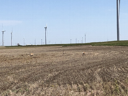 #1: Some antelope enjoying a beautiful day on the high plains at the Nebraska-Colorado line