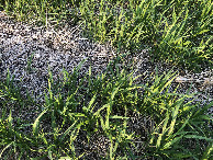 #7: Fresh ground cover at 41°N 103°W.