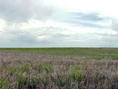 #3: View looking north from the confluence