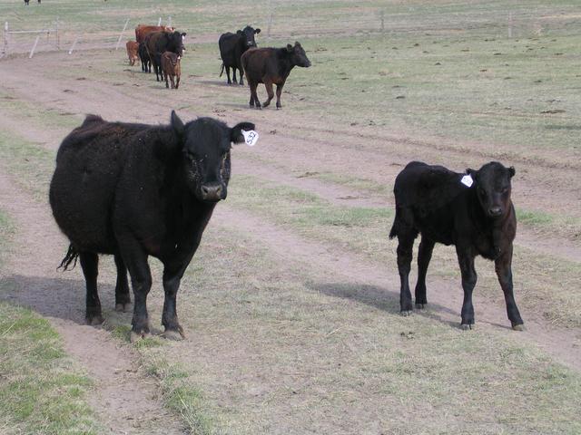 How now, Black Angus cows?