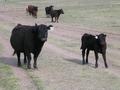 #7: How now, Black Angus cows?