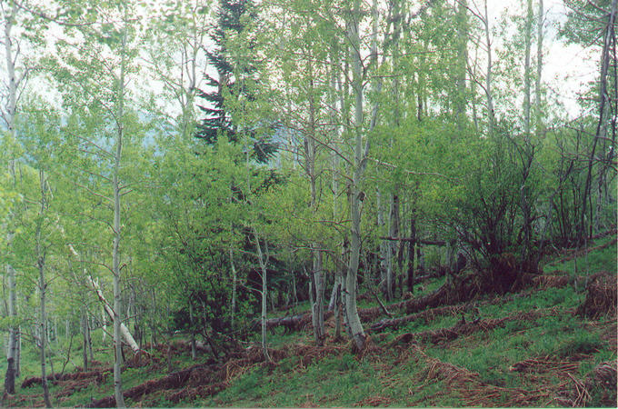 View of the confluence, looking west