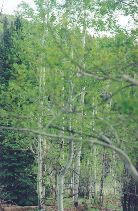 View to the south from the confluence