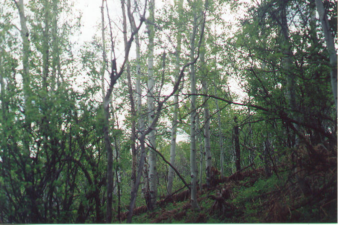 View to the west from the confluence