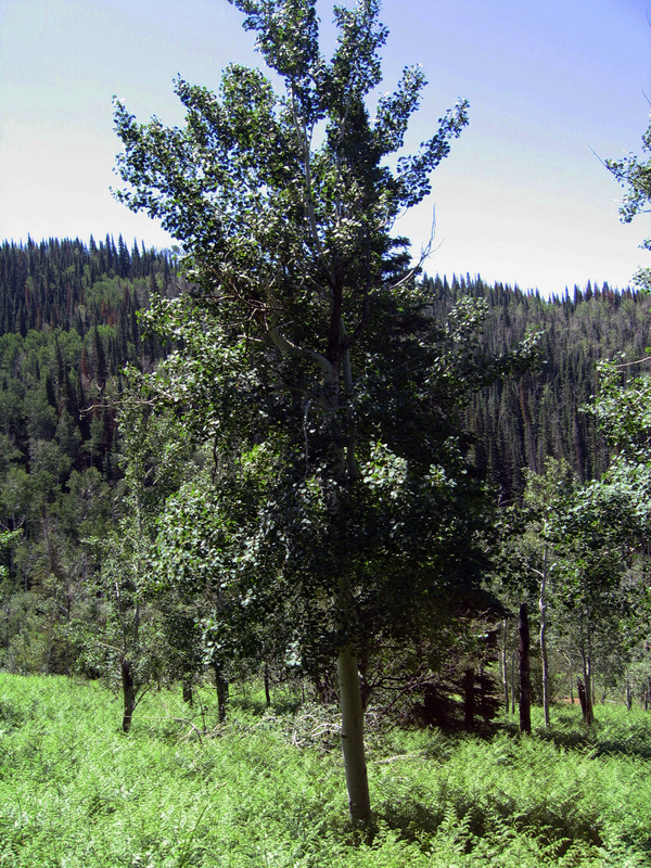 Large Aspen tree just to east of confluence