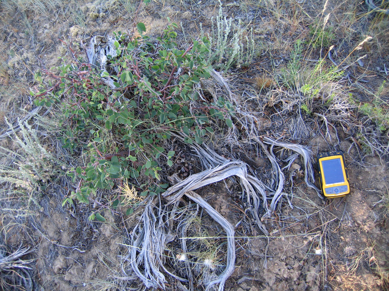 Ground cover at confluence