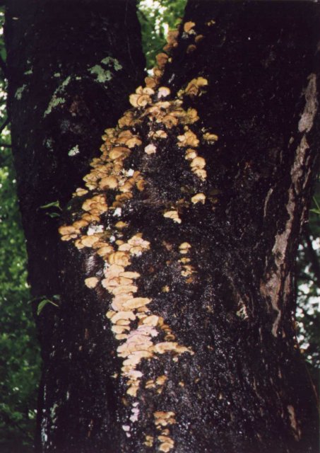 Orange fungi growing on a tree.