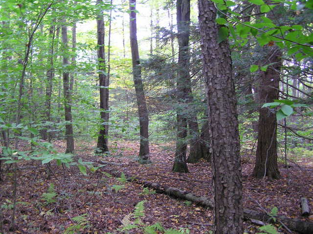 View to the south of the confluence of 42 North 73 West in northwest Connecticut.