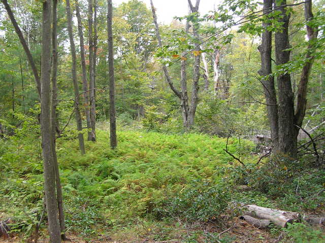 Beautiful fern-covered ground 500 meters to the west of the confluence.