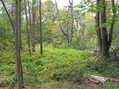 #8: Beautiful fern-covered ground 500 meters to the west of the confluence.