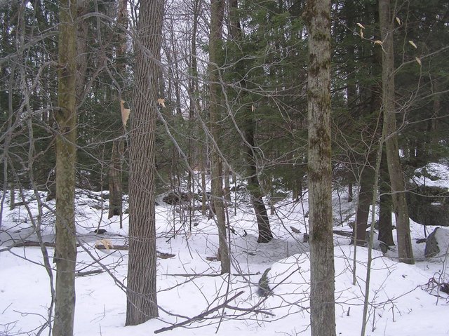 View South from confluence