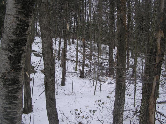 View West from confluence