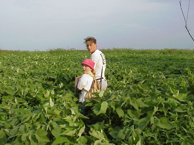 Long field of swamp mallow.