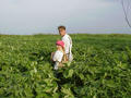 #8: Long field of swamp mallow.