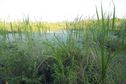 #2: This swamp thwarted me as I tried hiking towards the point