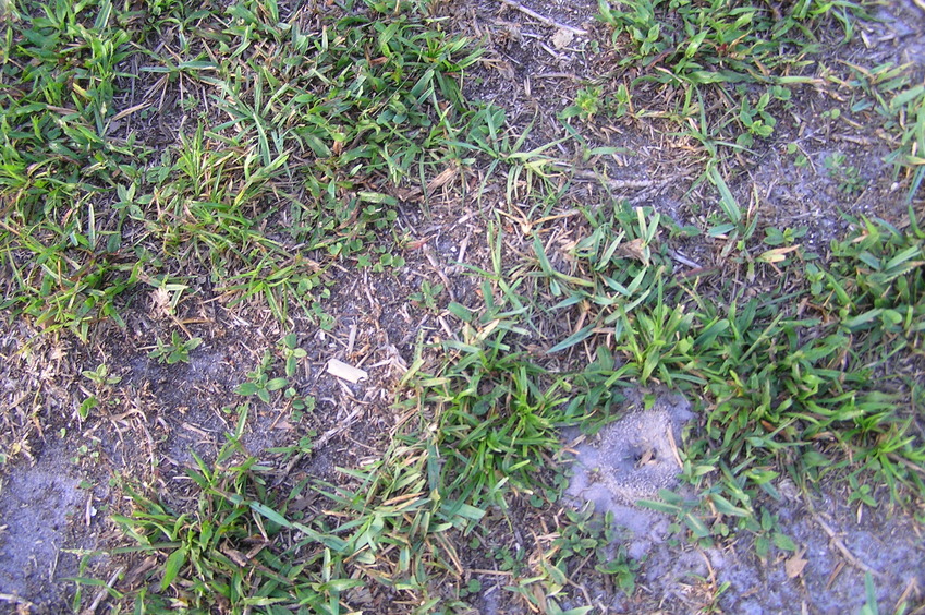 Ground cover at the confluence point.