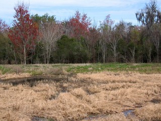 #1: View to the north where the confluence is at or near the far edge of the pond.