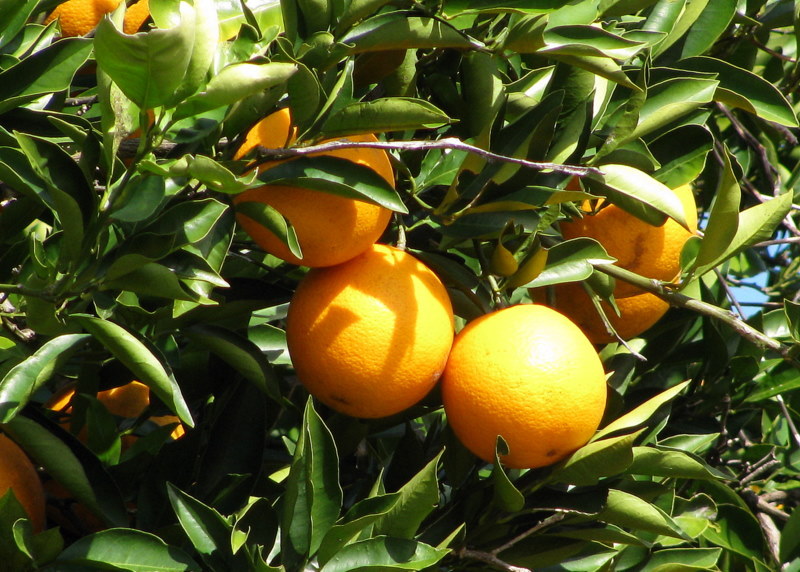 Florida oranges