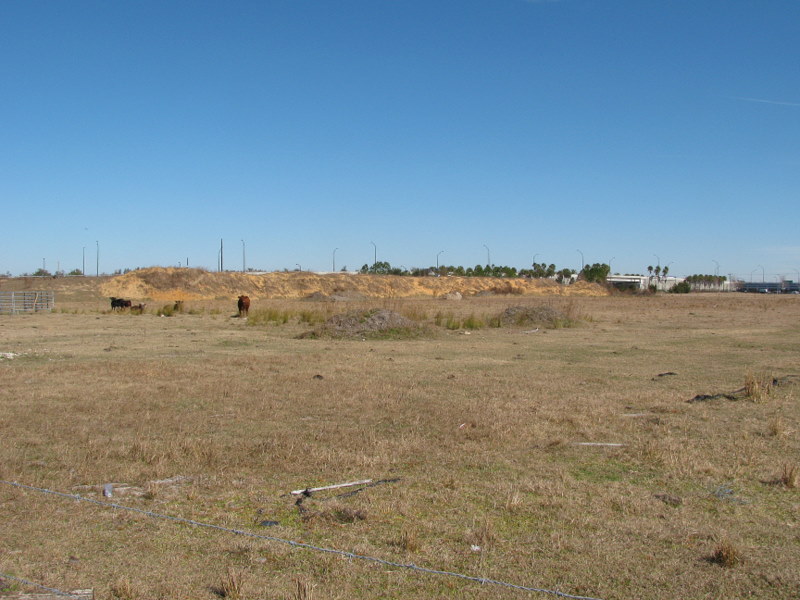 Cows on the other side of the tollway, about a third of a mile from the confluence point