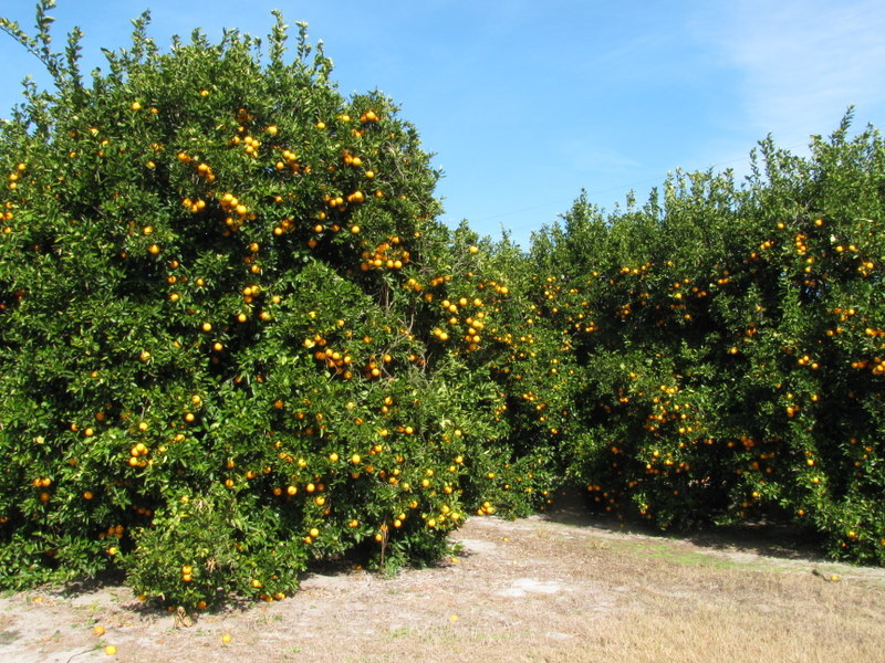 Nearby orange groves