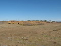 #6: Cows on the other side of the tollway, about a third of a mile from the confluence point