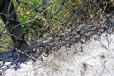 #4: Pavement, grass, and fence:  Ground cover at the confluence point. 