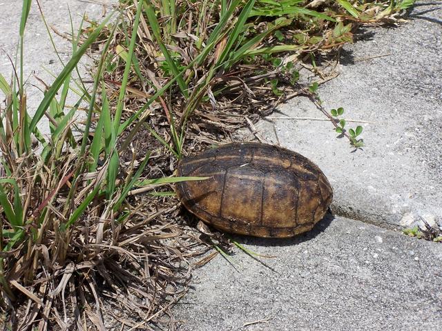 The other dead turtle near where we parked.