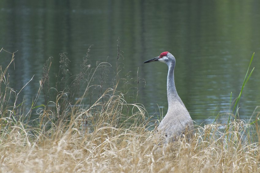 One of a pair of sandhill cranes, seen beside a small pond, en route to the confluence point 