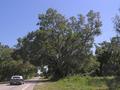 #4: Very old & big trees along Hwy 301
