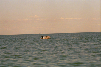 #1: dolphins at play foreground . . . crystal river power plant background