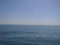 #5: view south (gulf of mexico) no land above sea level