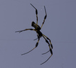 #9: Golden Orb Weaver