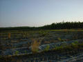 #2: logging road from the confluence