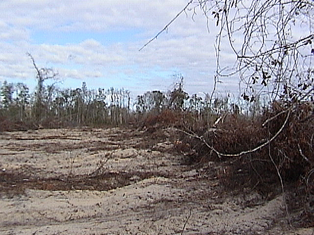 View from the confluence approximately north