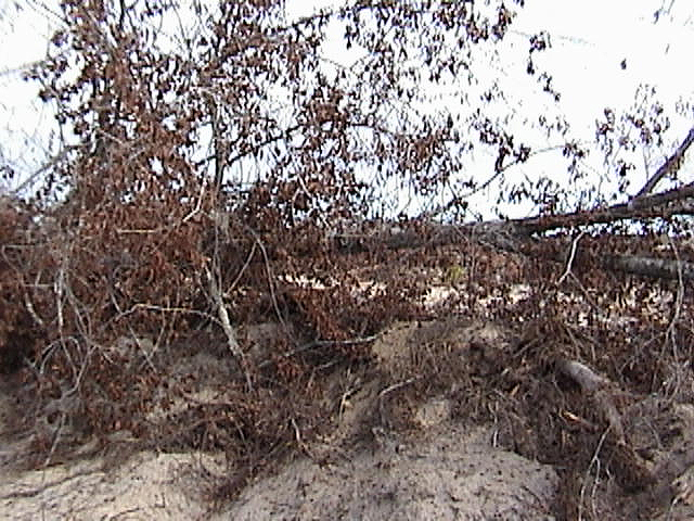 View from the confluence approximately east(timber debris)