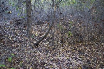 #1: The confluence point lies within a boring piece of forest