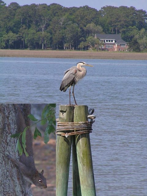 A heron and a squirrel in the vicinity of the Confluence